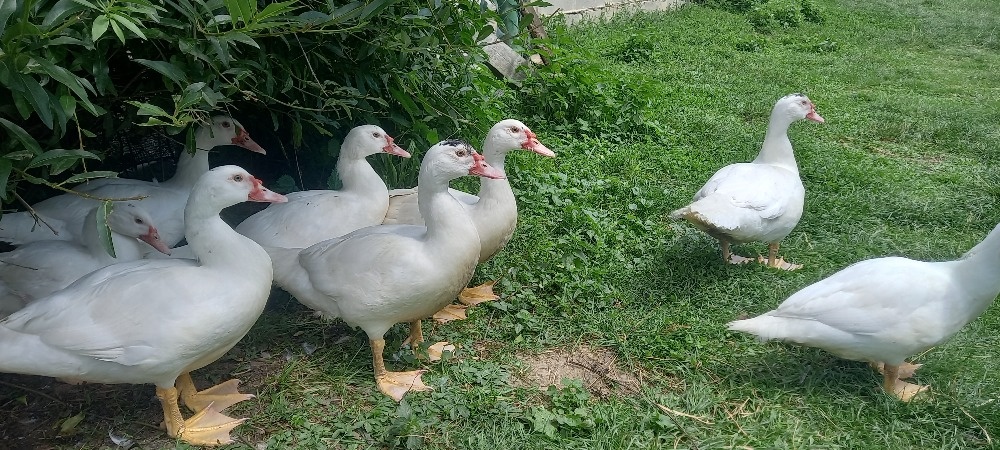 Prodám pižmové kačeny