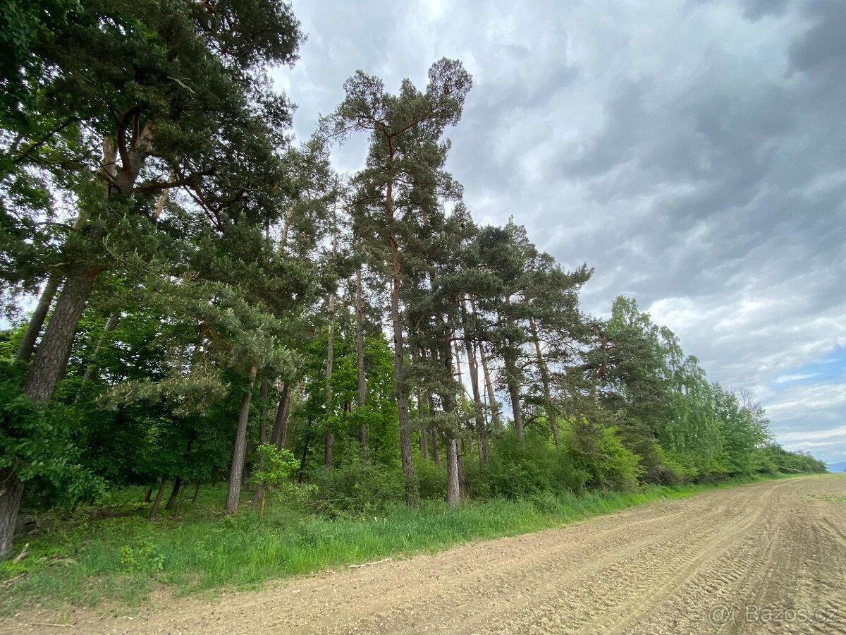 Lesní pozemek Lštění nad Zubřinou