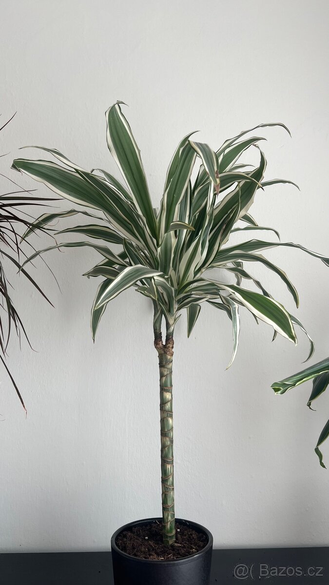 Dracena cca 60 cm