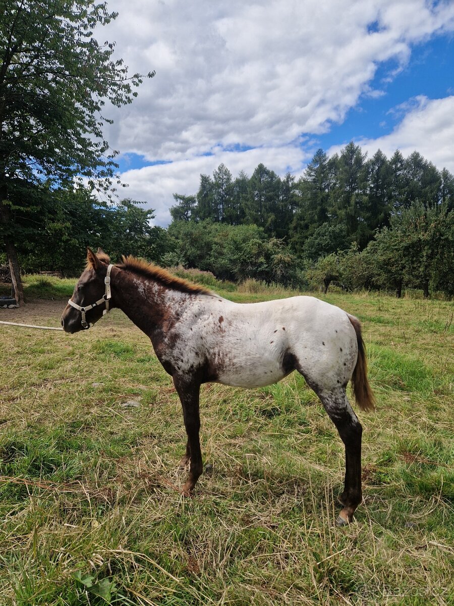 Appaloosa klisnička