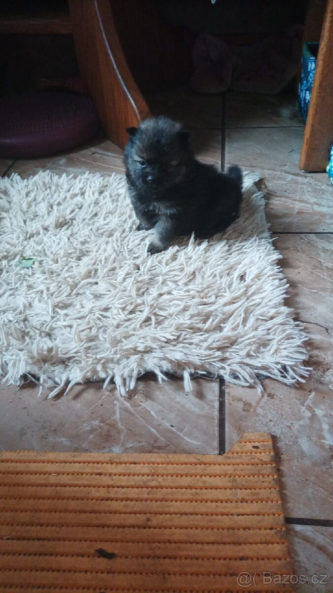 Štěňátka německého špice- 5 feneček k odběru ihned
