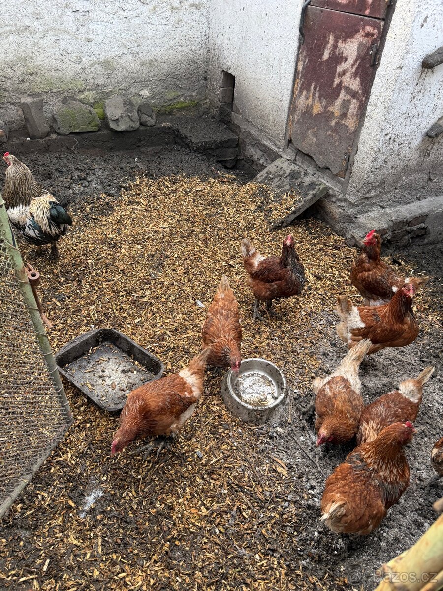 Stepka-Listnaté dřevo