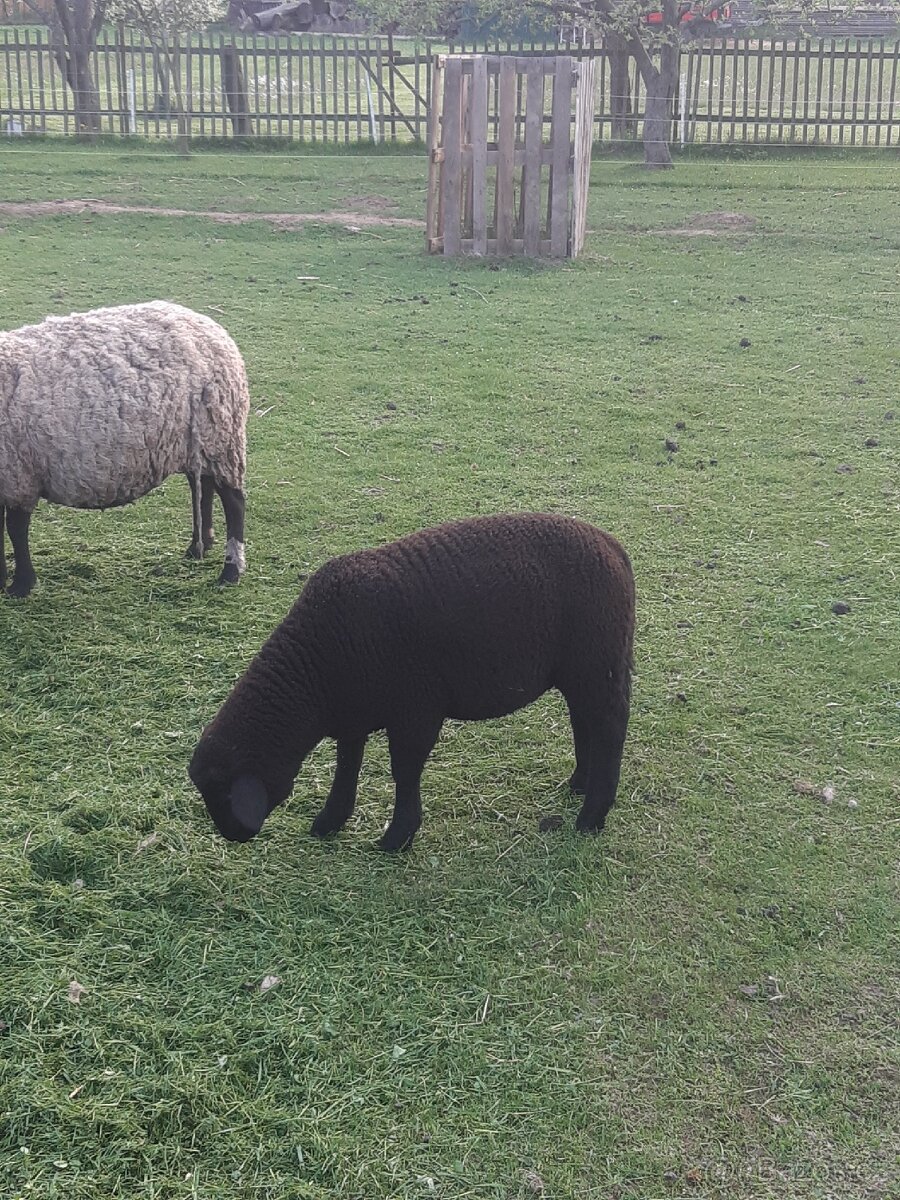 Beran Suffolk x Zwartbles