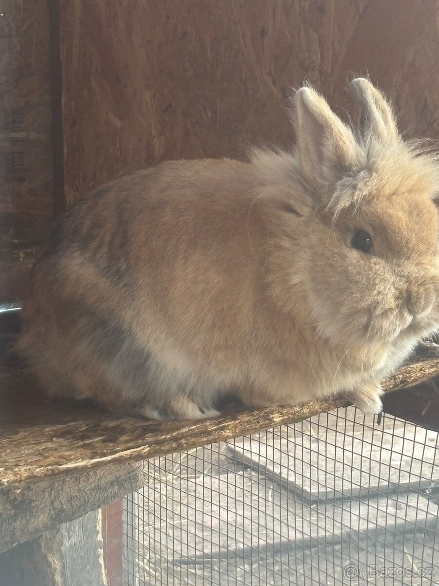 Daruji zakrslého králíka