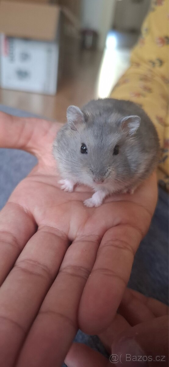 Křeček džungarský