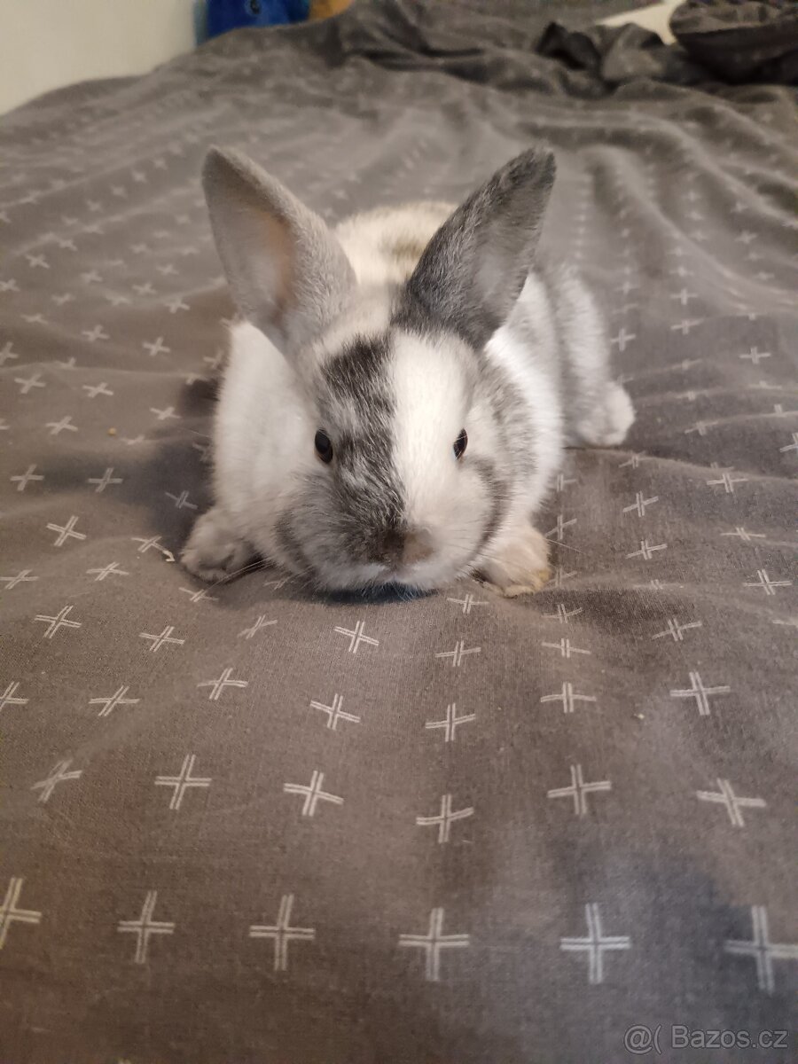 Zakrslý králík králíček