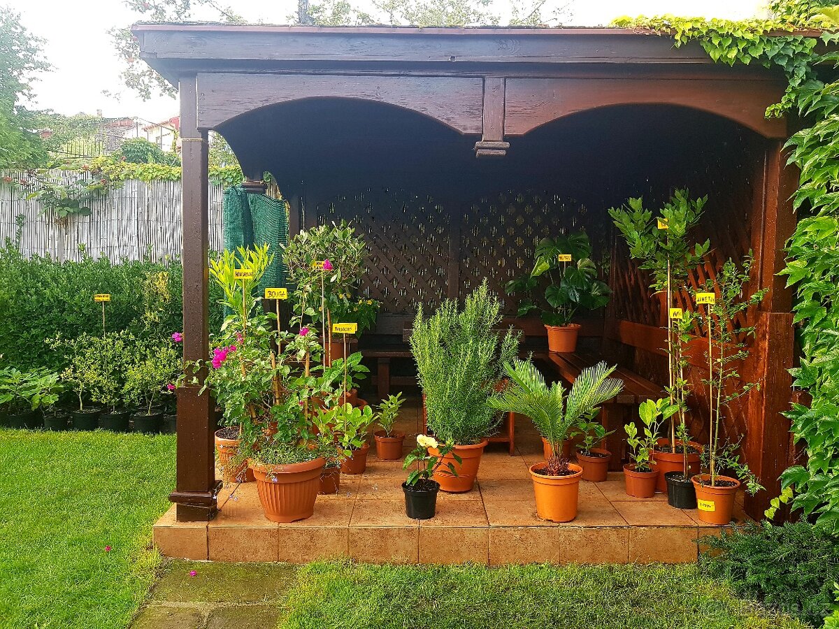 rostliny do zimní zahrady, zimní zahrada, oranžerie