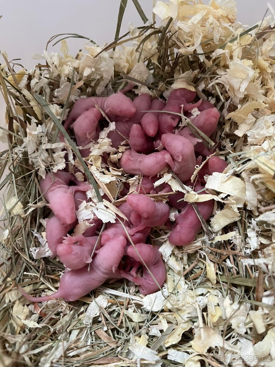 Prodám myší holátka