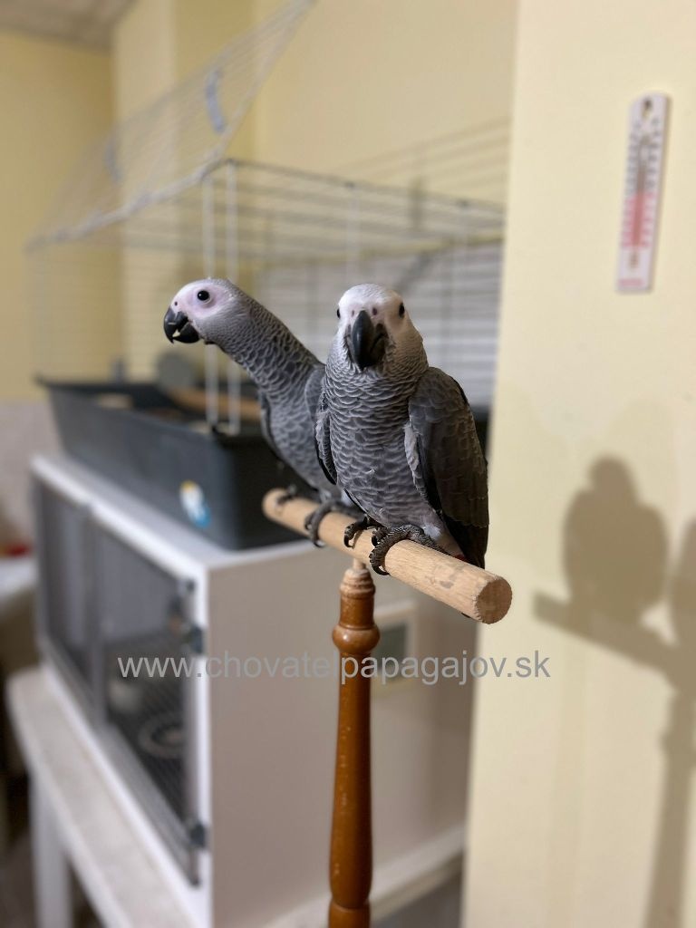 Žako kongo - krotké, ručne dokŕmené mláďatá