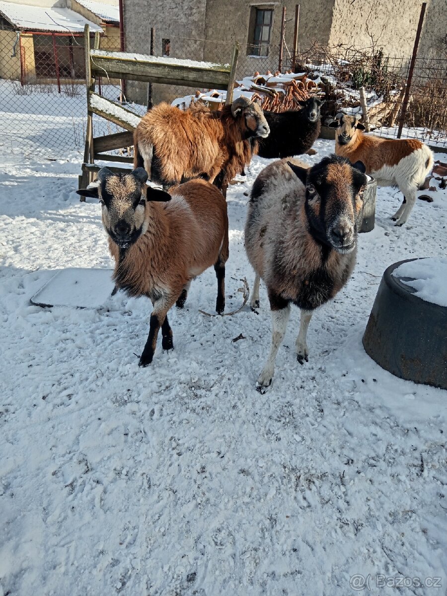 Kamerunský beránek