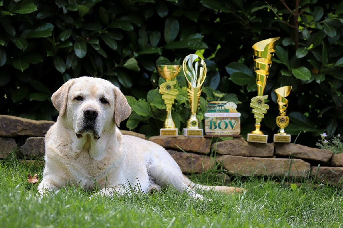 Labrador retriever s PP - Nabídka krytí