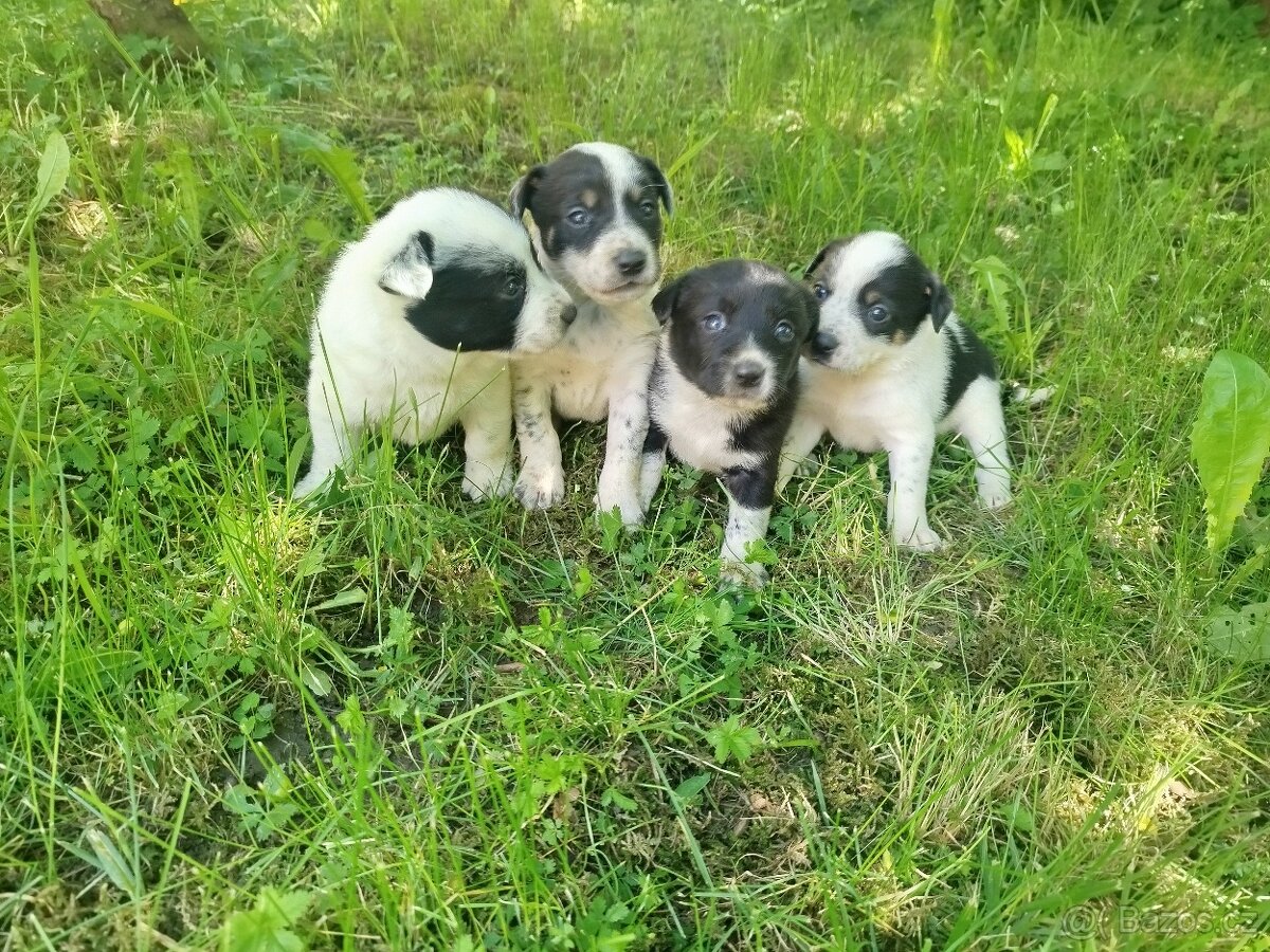 Jack Russell teriér