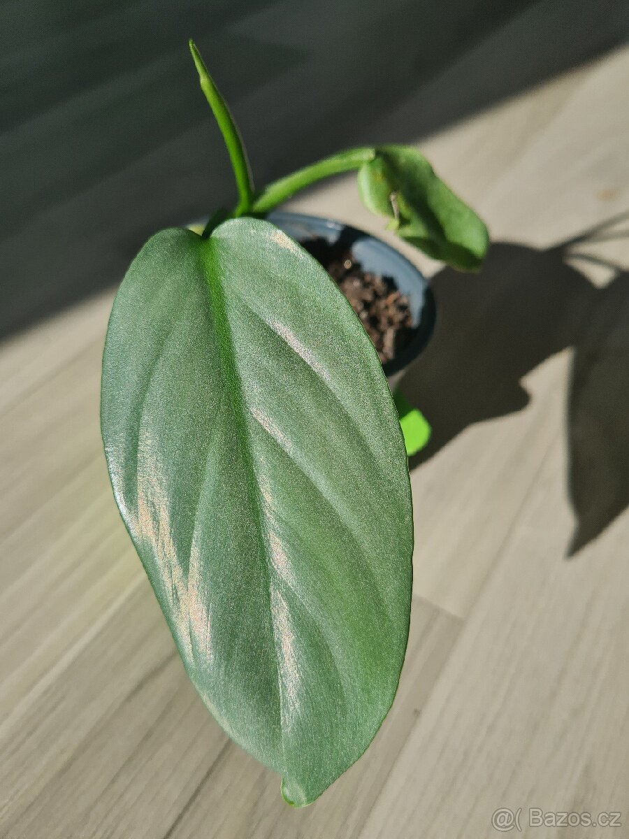 Philodendron Hastatum zakorenena rostlina v substatu