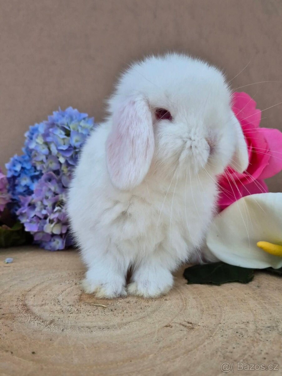 Kouzelná Miminka Anglický Zakrslý Beránek MiniLop✅
