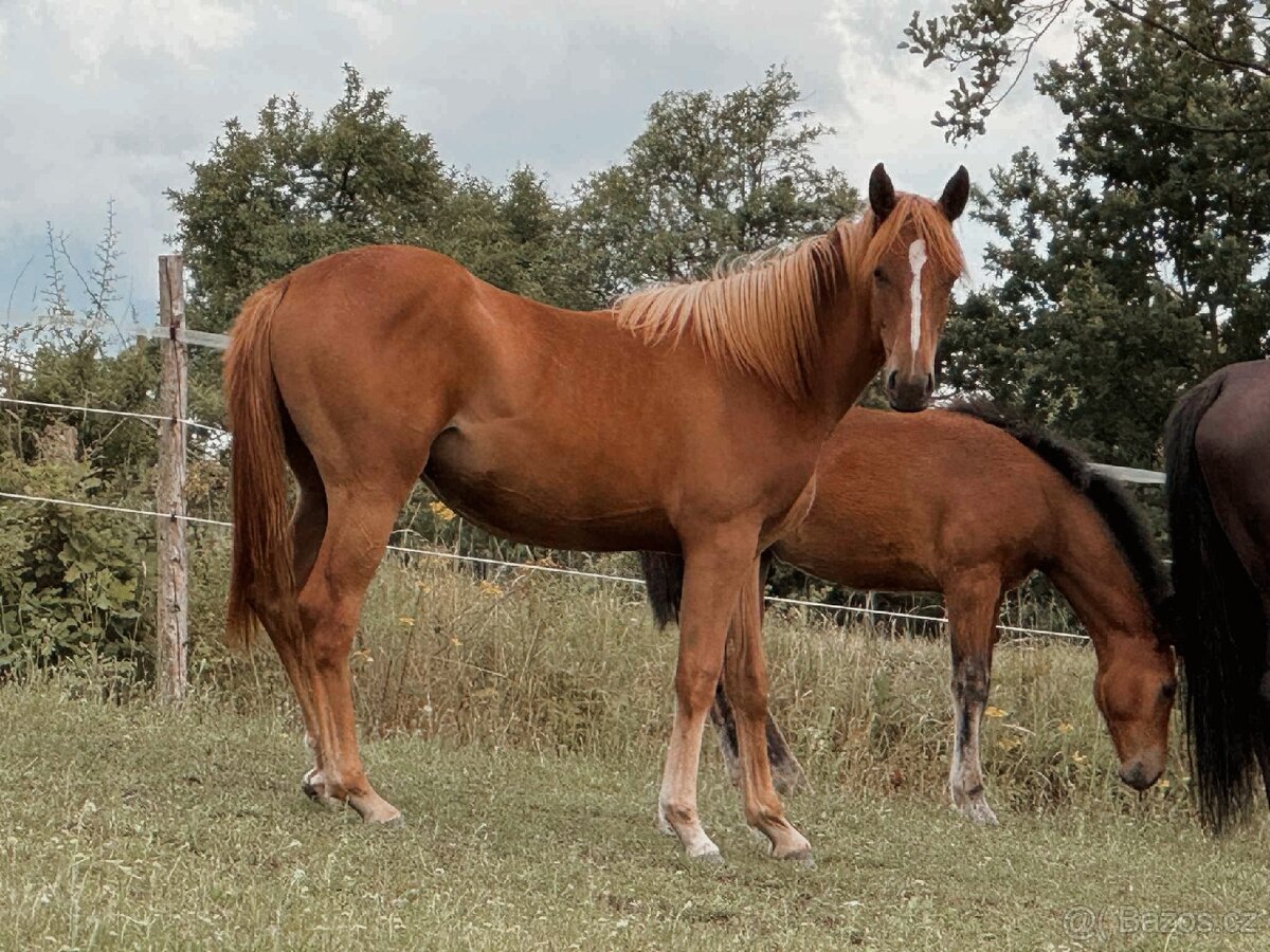 Ročna klisna (APH)
