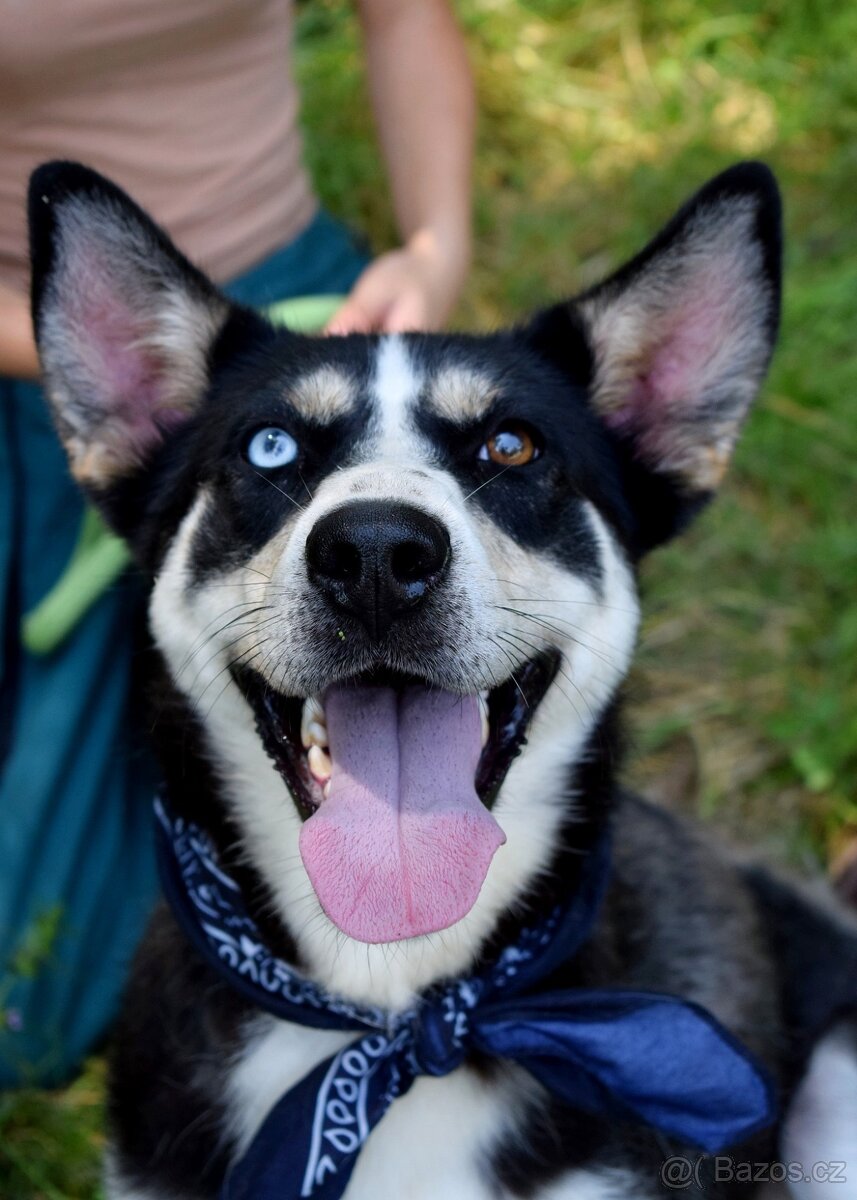 ARES K ADOPCI - přátelský mazel, vhodný k dětem