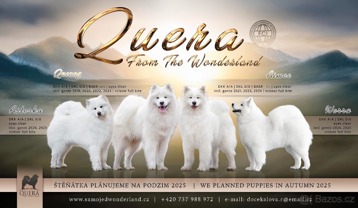 Samojed štěňátka s PP