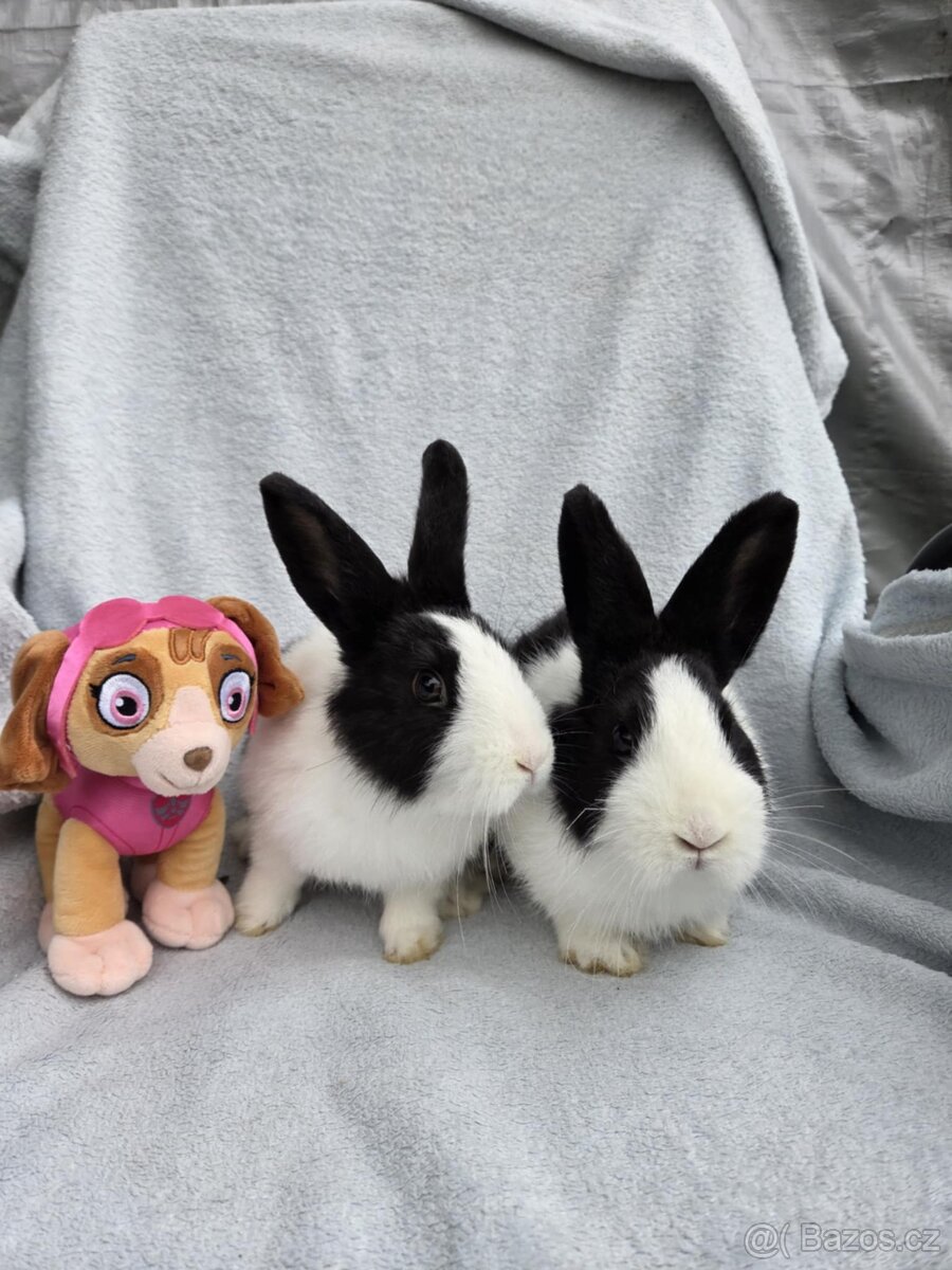 Nádherní králíčci k odběru ihned