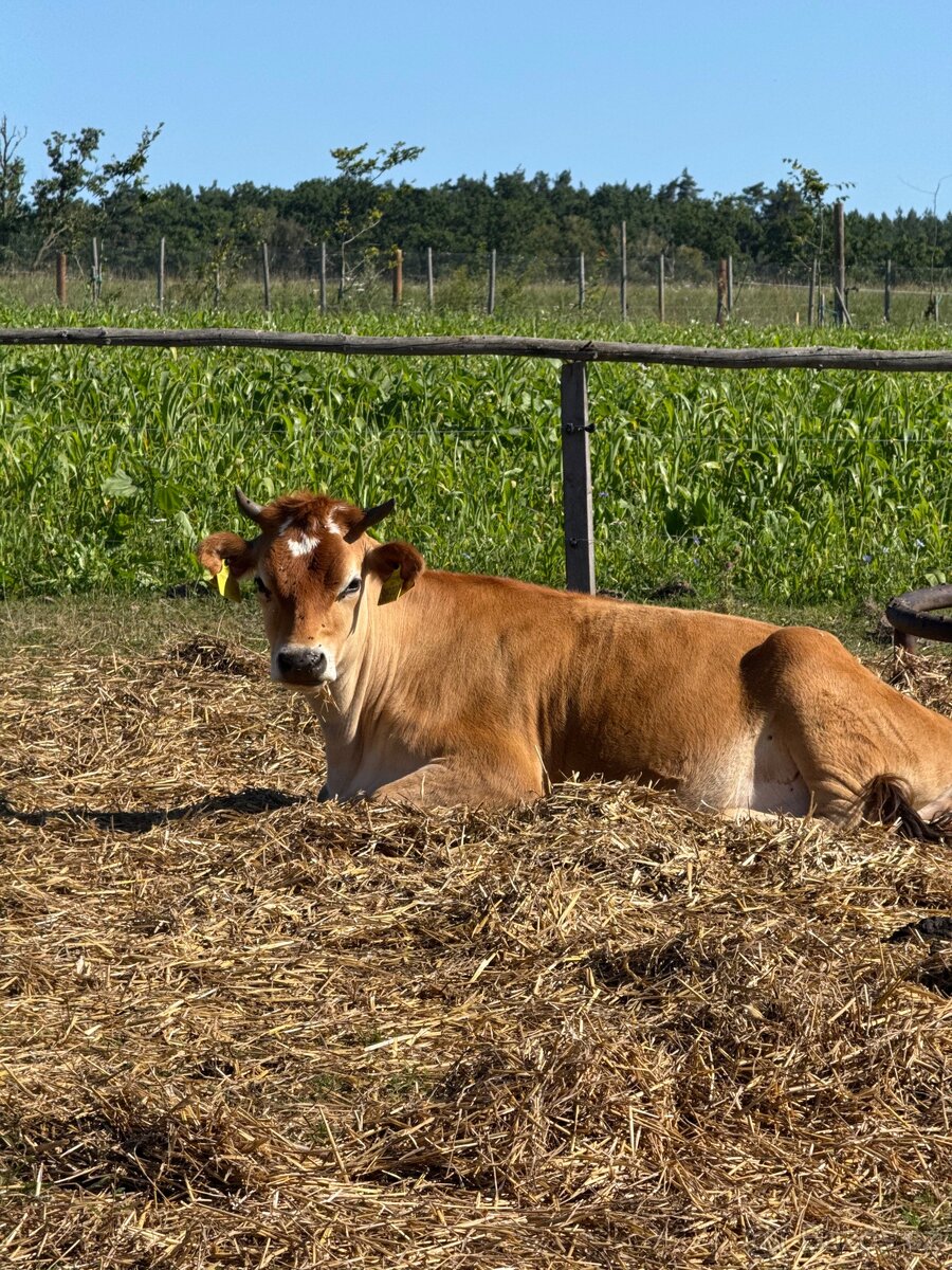 Female Jersey Calf A2A2