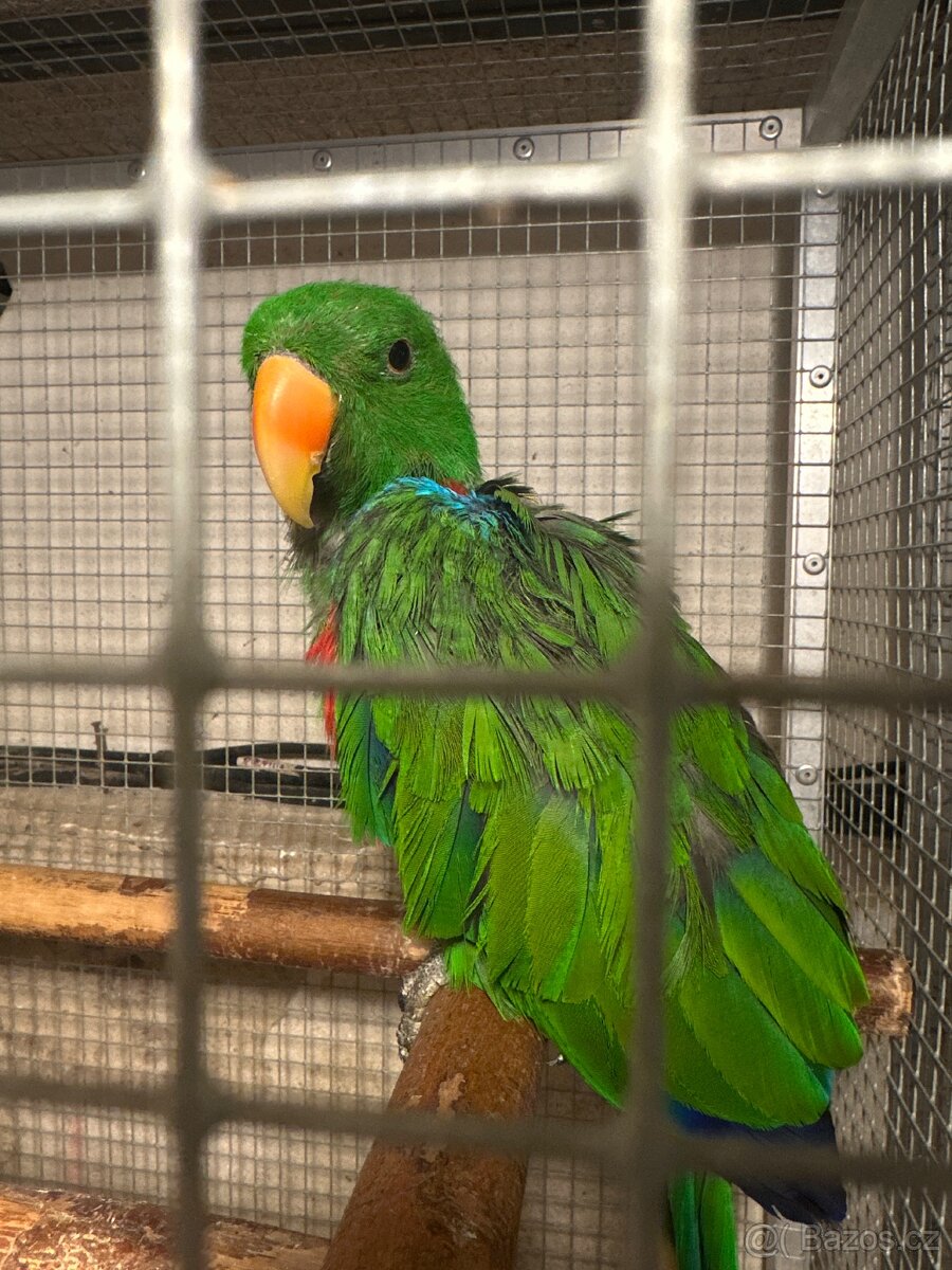 Eklektus polychloros - samec