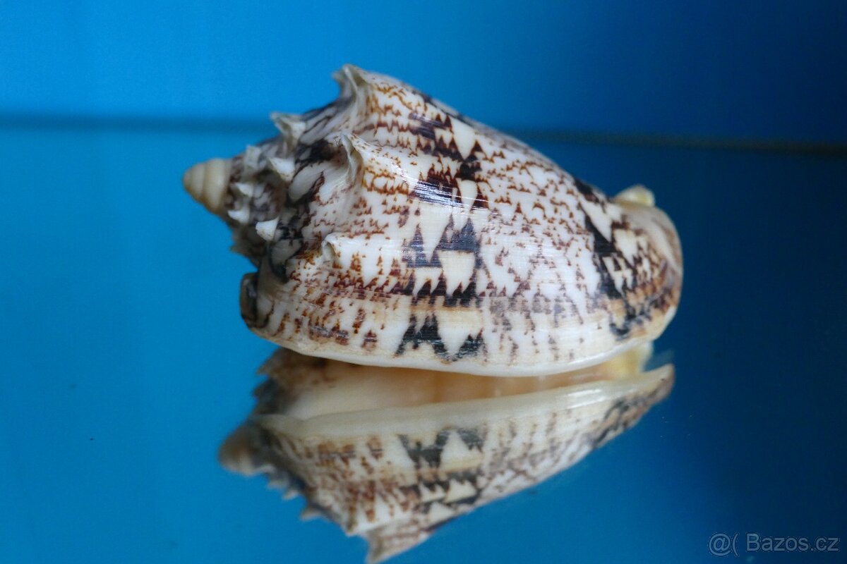 Cymbiola chrysostoma 2 XXL