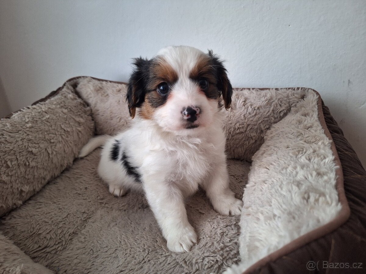 Biewer jorkšírský teriér pejsek