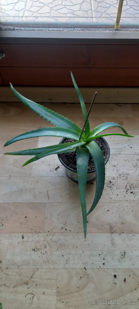 Aloe vera léčivka