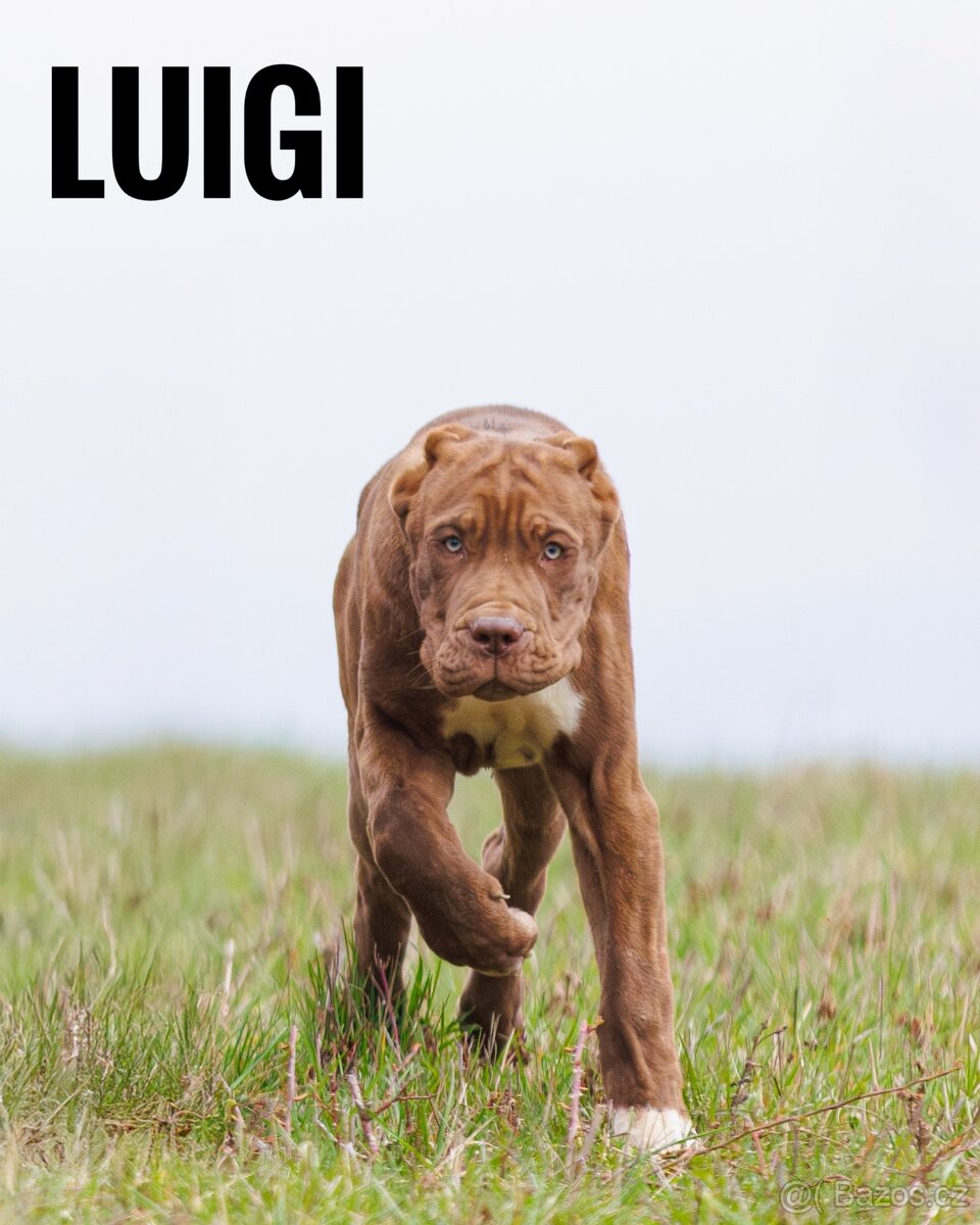 Bandog