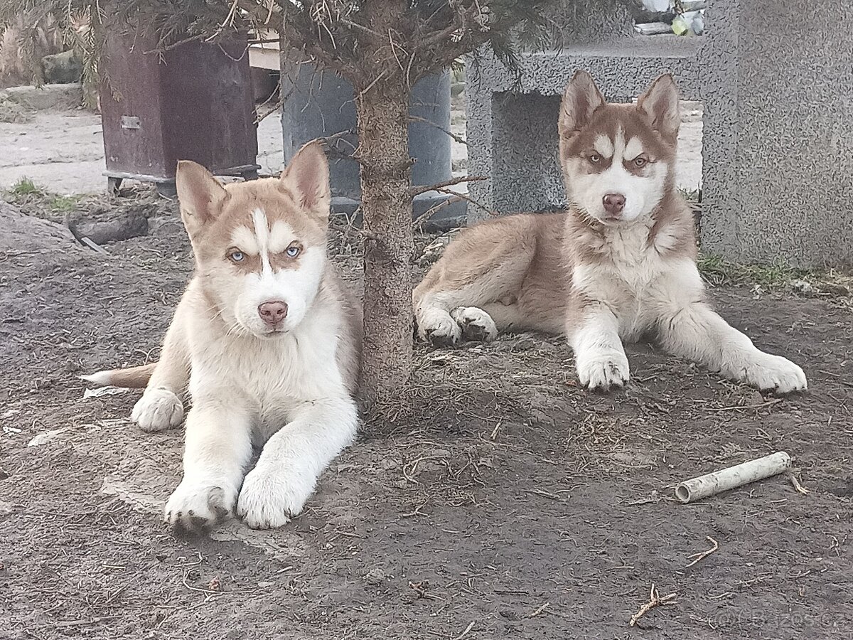 Husky
