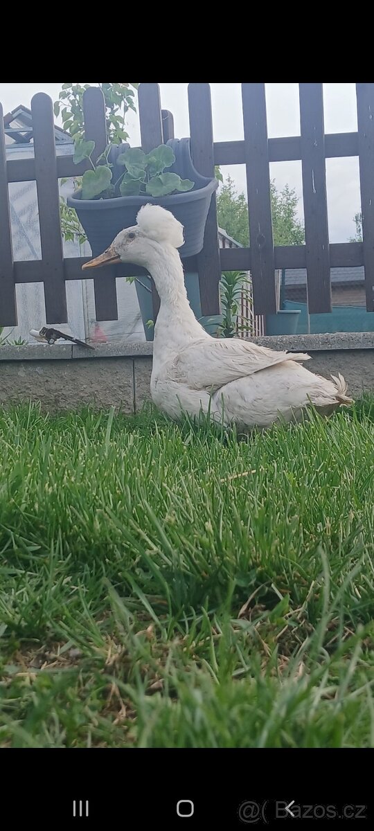 Kachna pekingská