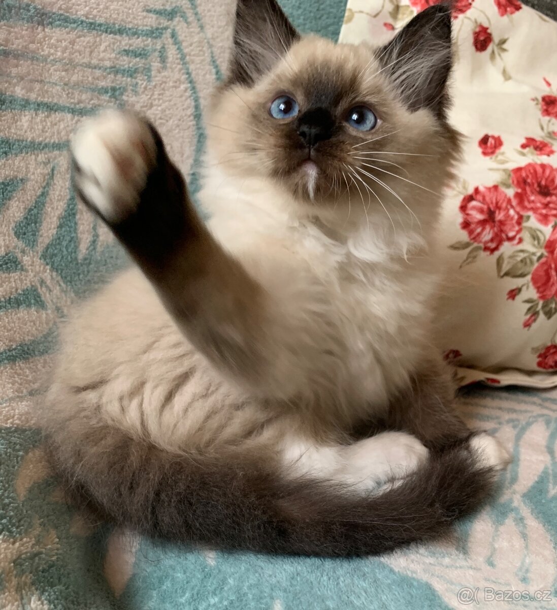 ❤️❤️Ragdoll s PP kočičky