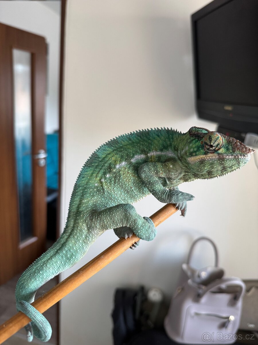 Chameleon pardálí Nosy be
