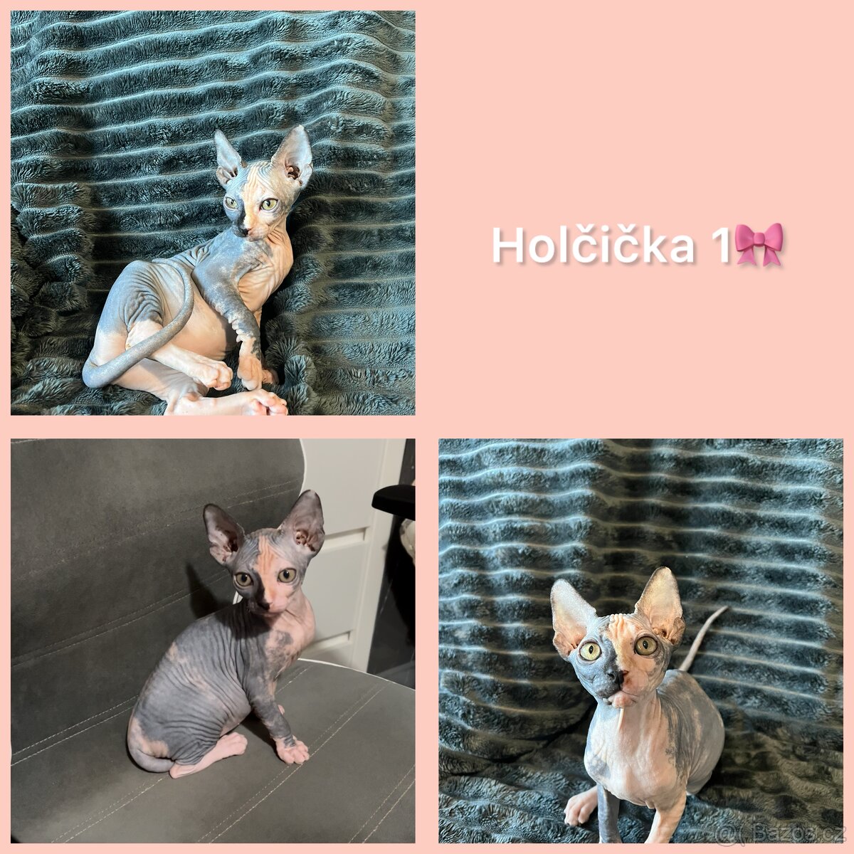 Sphynx kočičky