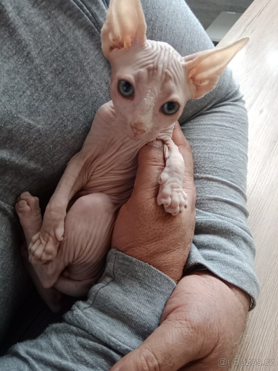 Kocourek kanadský sphynx bez PP