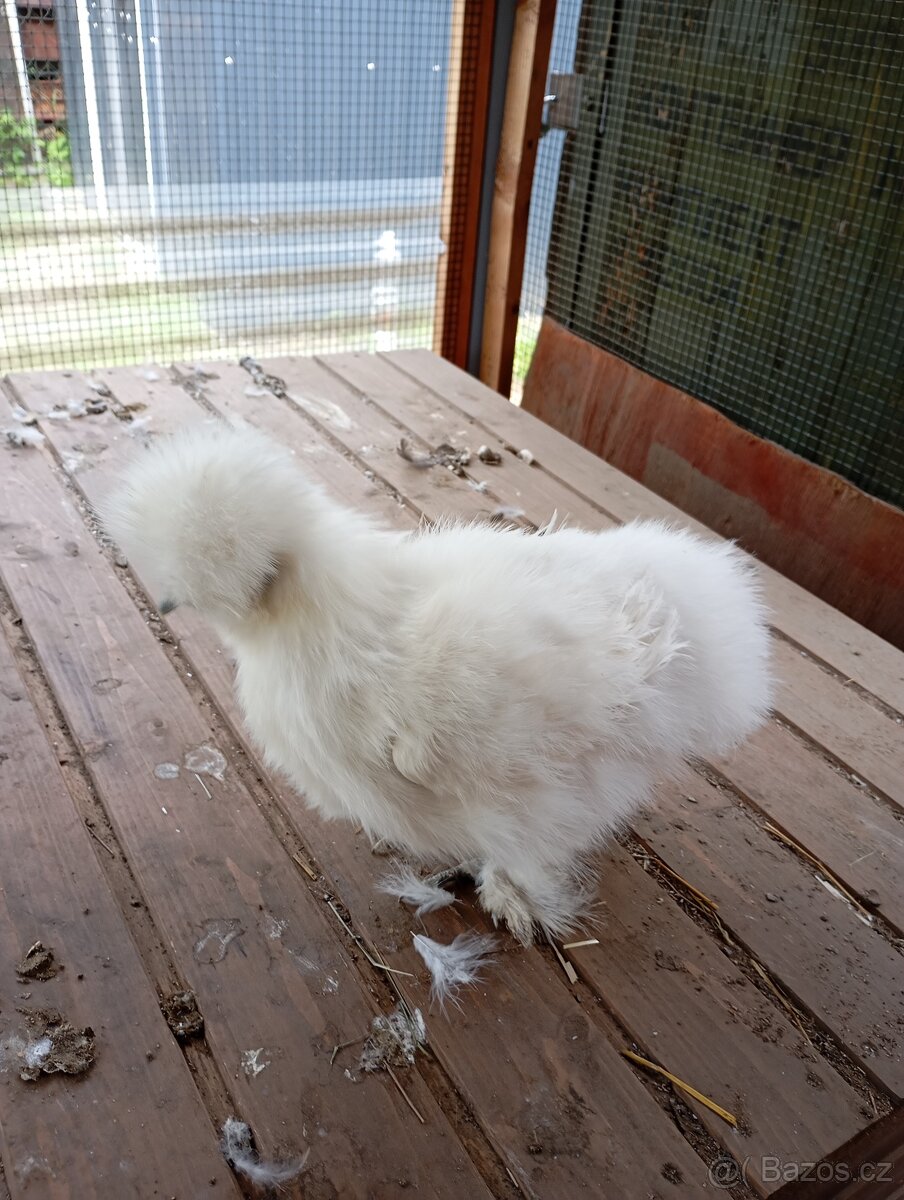Hedvabničky zdrobnělé a Velké Hedvábničky
