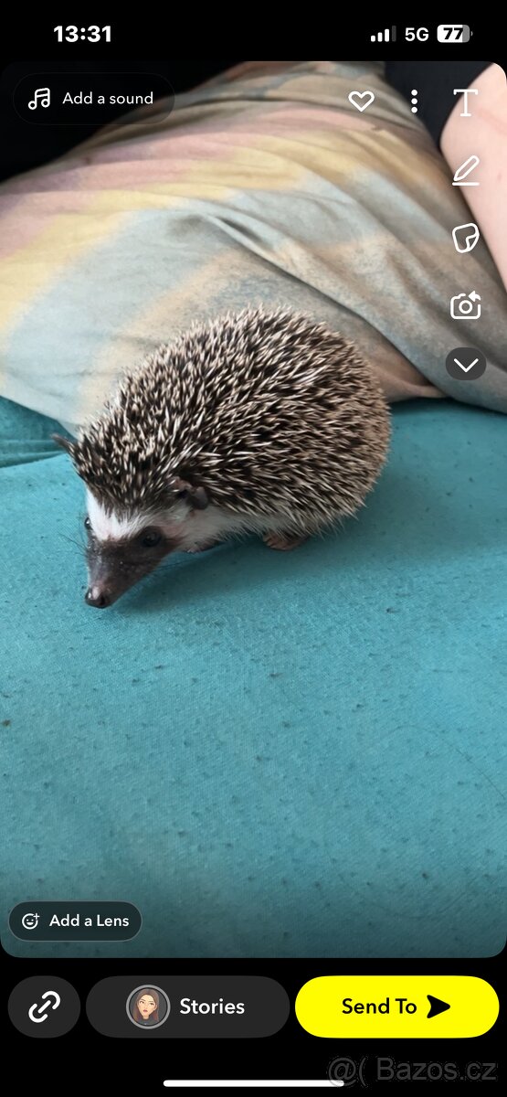 Prodám ježka bělobřichého