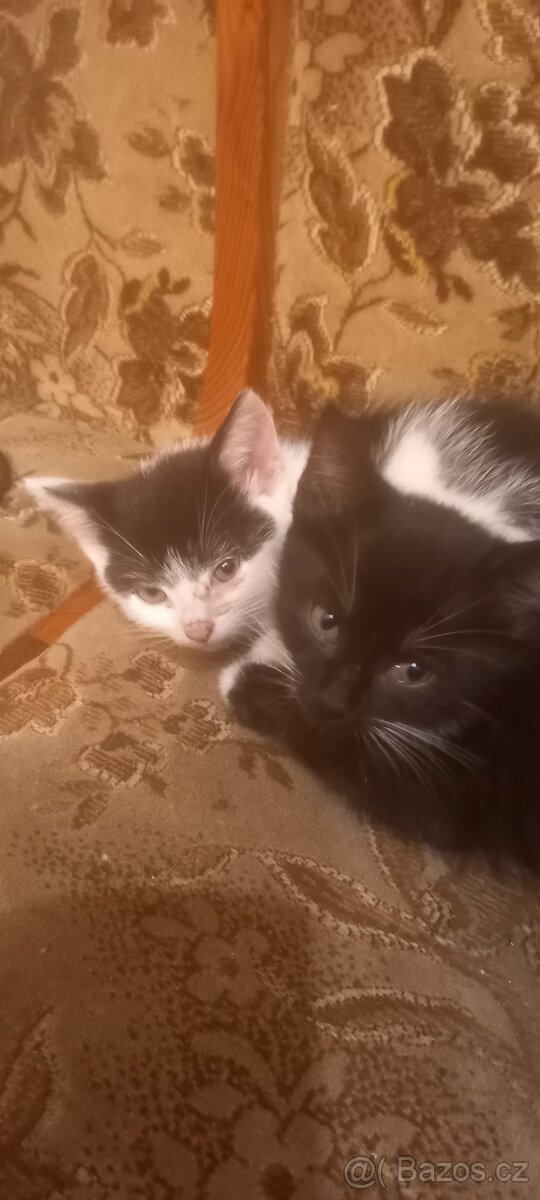 Daruji koťátka ihned k odběru