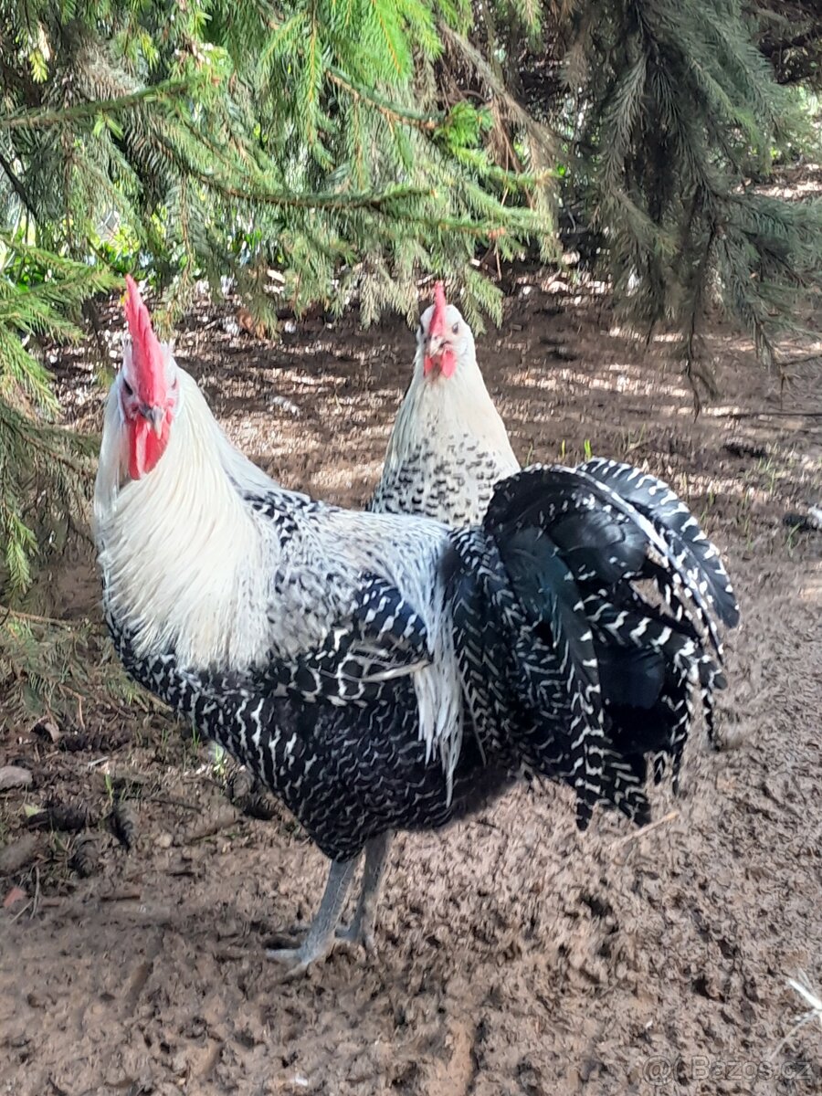 Brakelka stříbrná