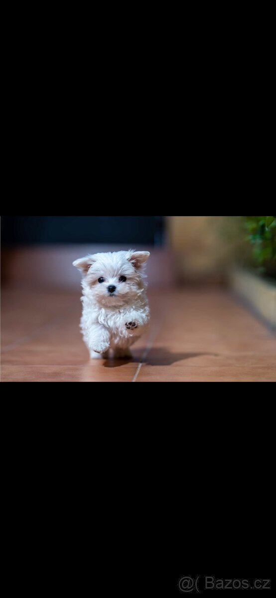 Maltézský pes, maltézáček