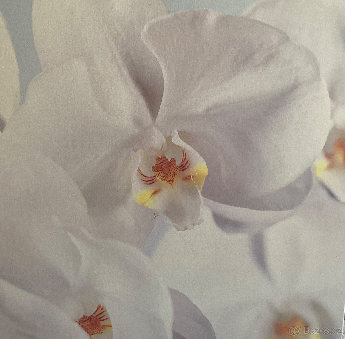 Sada 3 obrazů Orchid (tisk na plátně)