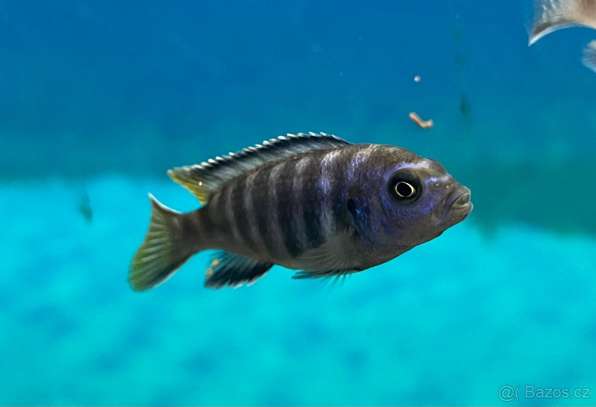 Tlamovci Pseudotropheus Elongatus Mpanga
