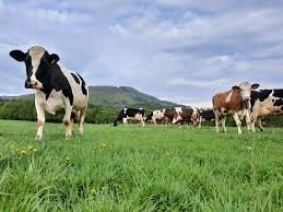 Pomocné práce na farmě, možný manželský pár, Svrkyně