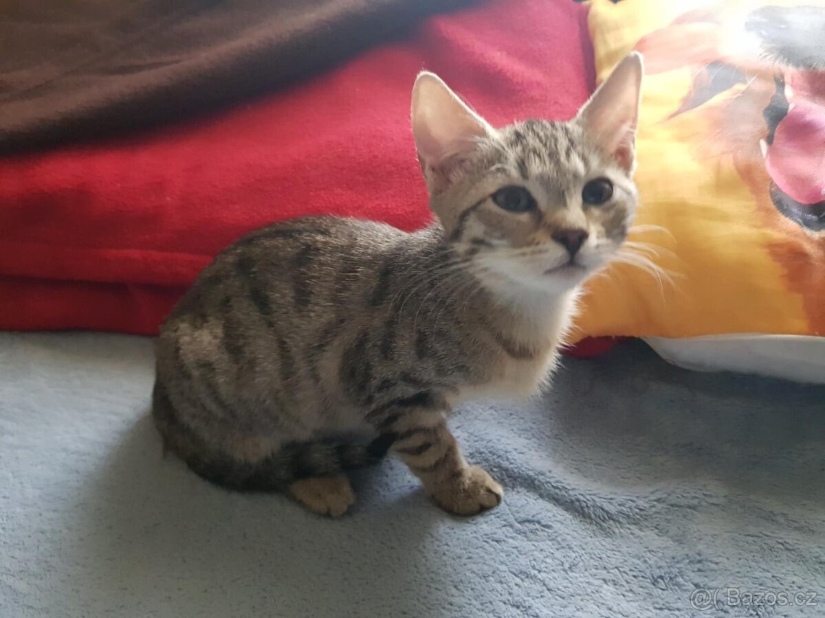 Koťátko