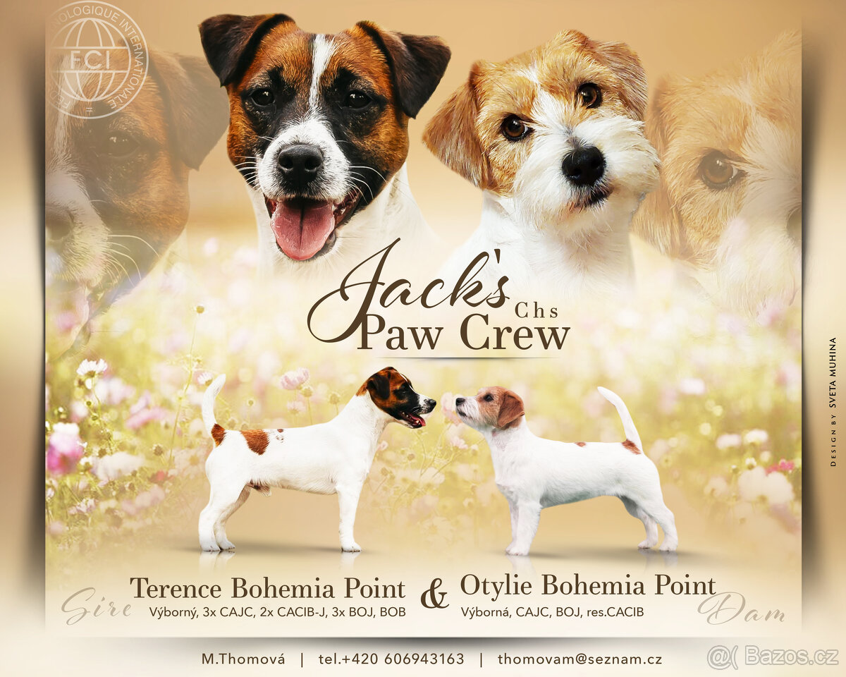 Jack Russell Terier - pejsek s pp