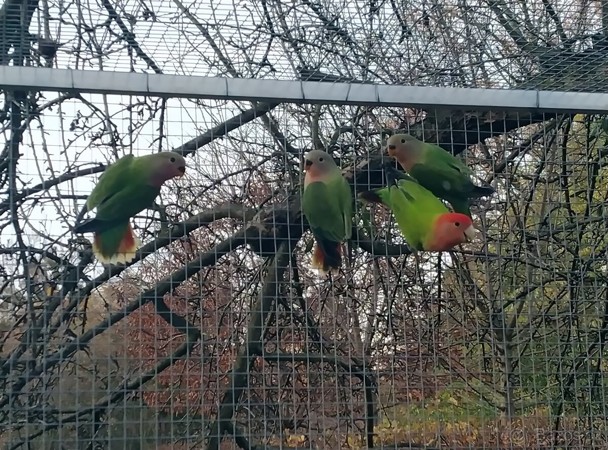 Agapornis růžohrdlý