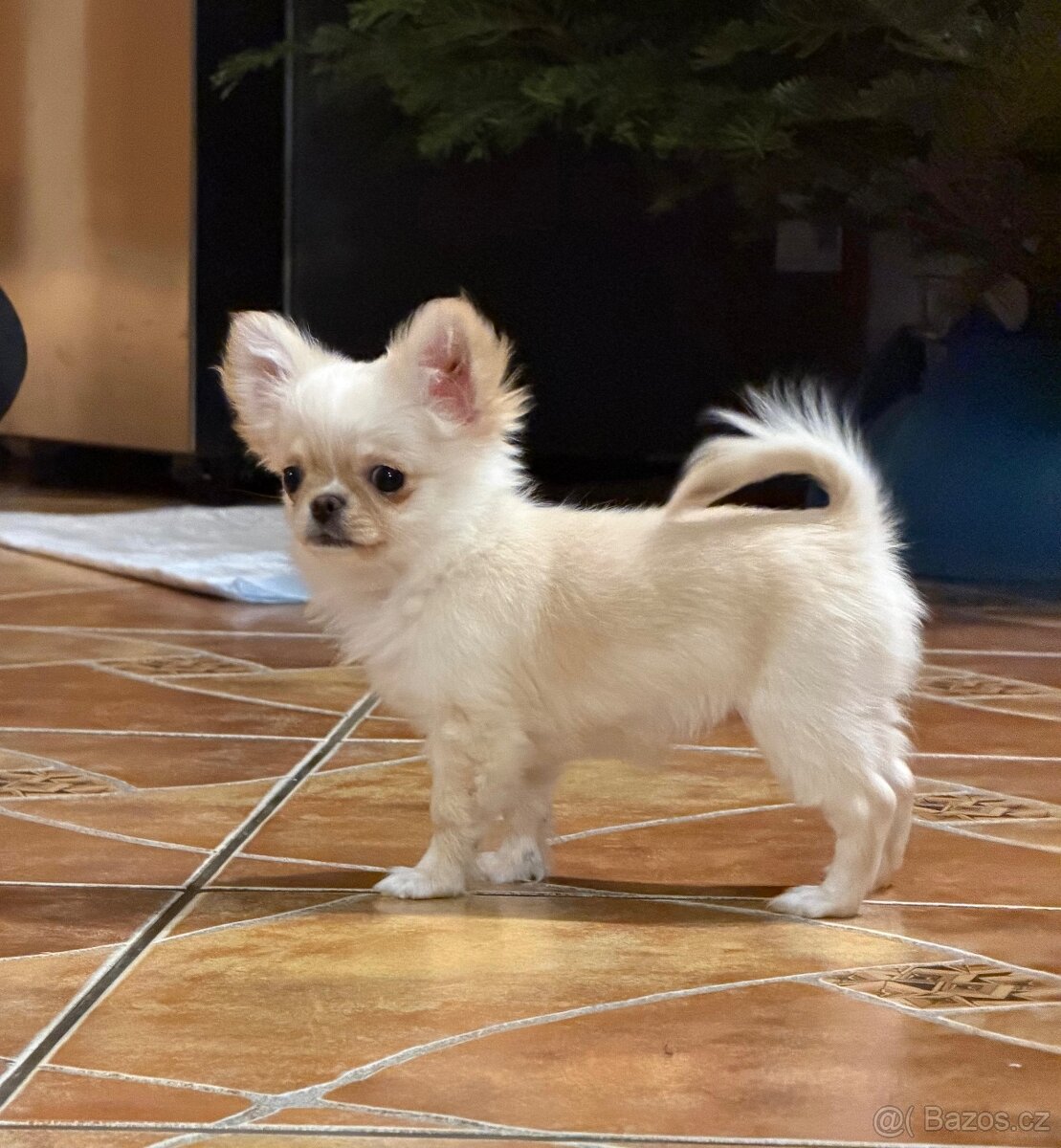 Čivava dlouhosrstá