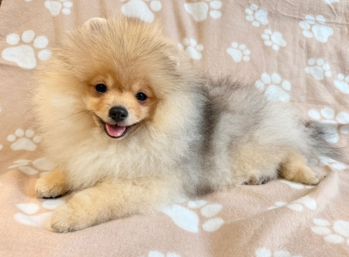 Pomeranian s PP -