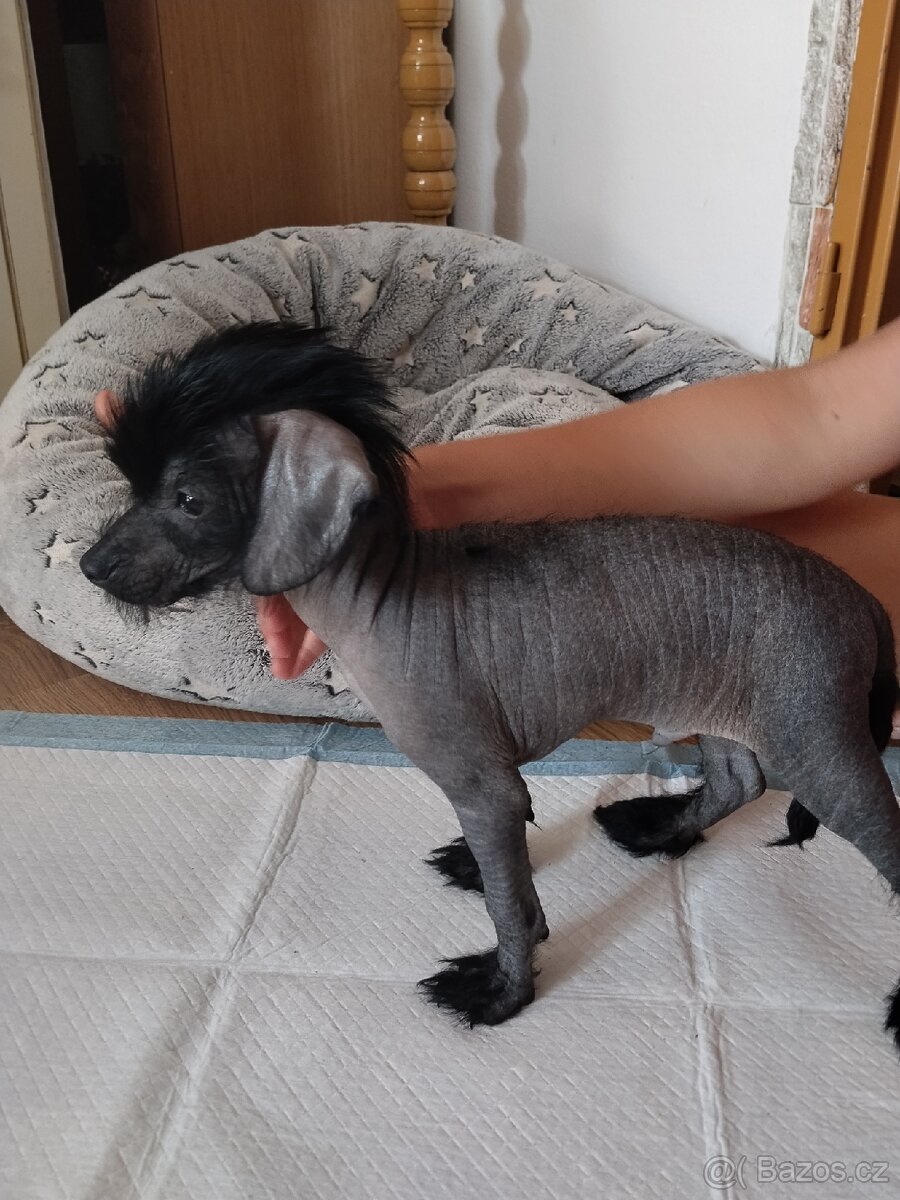 Prodám štěně Čínský Naháč pejska