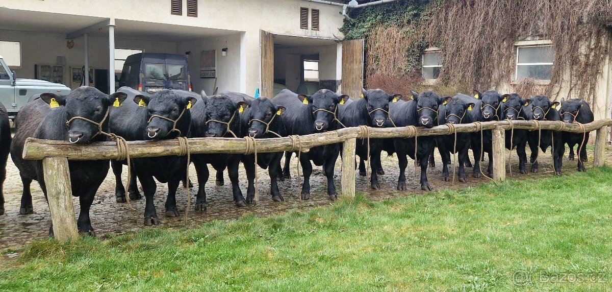 Plemenný býk Aberdeen Angus - vakcinovaný na Bluetongue