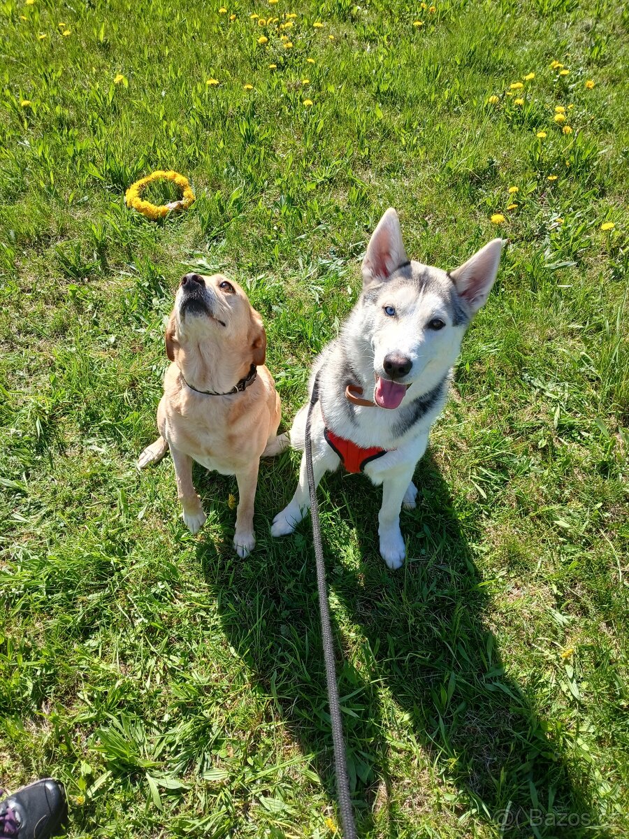 Husky